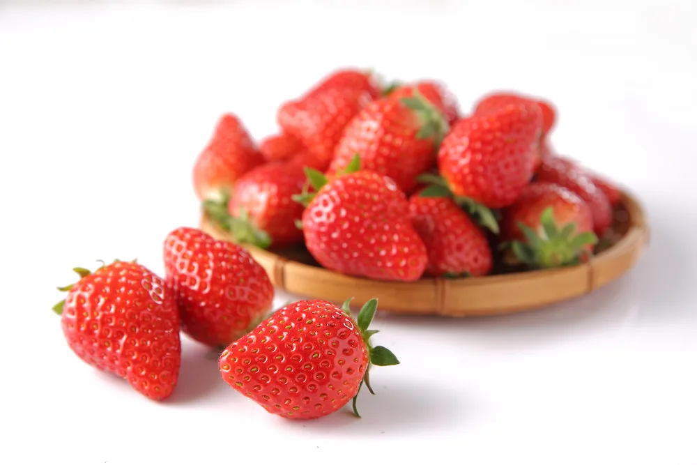 0128_鈴木農園_94